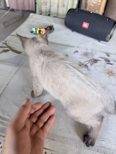 Продажа кошек: Сиамская, 1 месяц, Мальчик, Приучена к лотку — 9