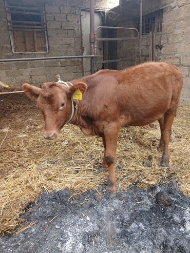 Inəklər, öküzlər: Danalar satılır damazlıq ve etlik unvan Bine qesebezi — 18