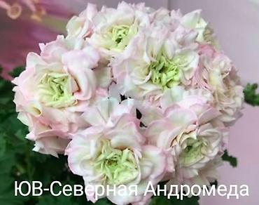 Герани и пеларгонии: Продаю сортовые розебудные пеларгонии, есть и старые хорошие сорта — 10