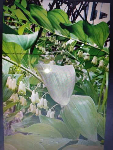 Садовые цветы и кустарники: Саженцы цветка: Платная доставка — 18