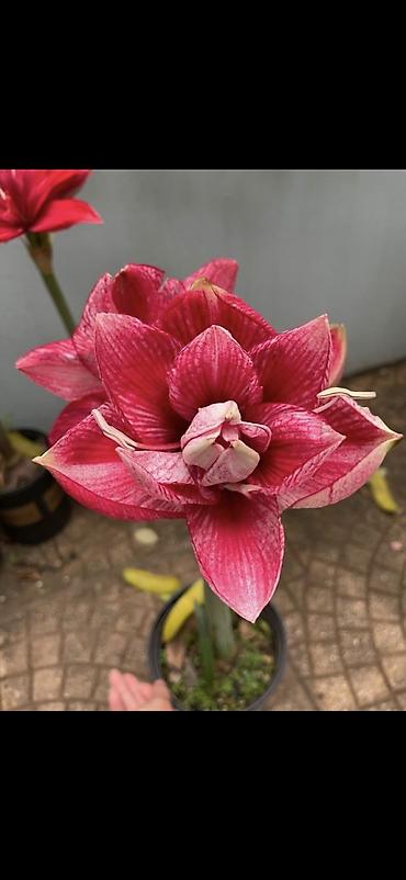 Digər bitkilər: Hippeastrum (Amarillis) soğanlı dekorativ çiçəklər – bir neçə rəng və — 3