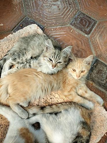 девон рекс кошка: Отдаются котята. В хорошие руки крысоловы для частного дома — 8