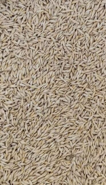 продам пшеницу: Продаю Арпа в тоннах местный сорт чистый