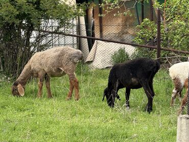 кой кисар: Продаю | Овца (самка), Ягненок | Полукровка, Арашан | На забой, Для разведения, Для шерсти | Племенные, Матка, Ярка