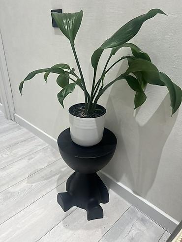 Драцены и Сансевиерии: Доставка по городу бесплатно . Адаптированные пересаженные Комнатные — 27