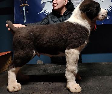 Psi: Psi na lalafo.rs — 5 Psi: Psi — 5