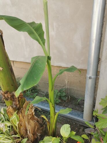 Sobne biljke: Banana-Prodajem vecu bananu, visina 1,3m