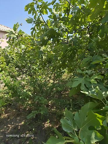 qusarda yer satilir: Həyətyanı torpaq sahesi 4 sot yarimdir sokar poliklinka ilr uzbruz su — 10
