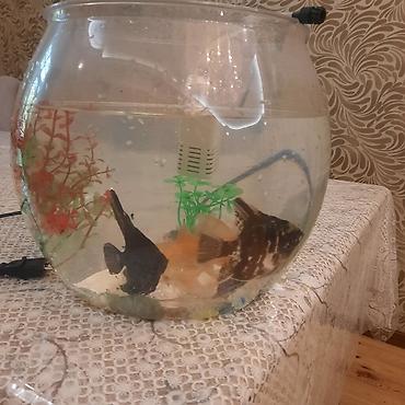 quppi baliqlari: Yumru akvarium, Balıqlarla birlikdə, 15 l — 1