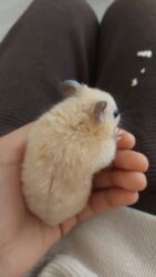 İnformatika: Gəmiricilər