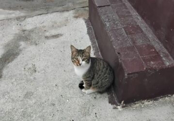 Həyət evləri və villaların satışı: M.Ə. Rəsulzadə qəs. 4 otaqlı, 70 kv. m, Orta təmir — 16