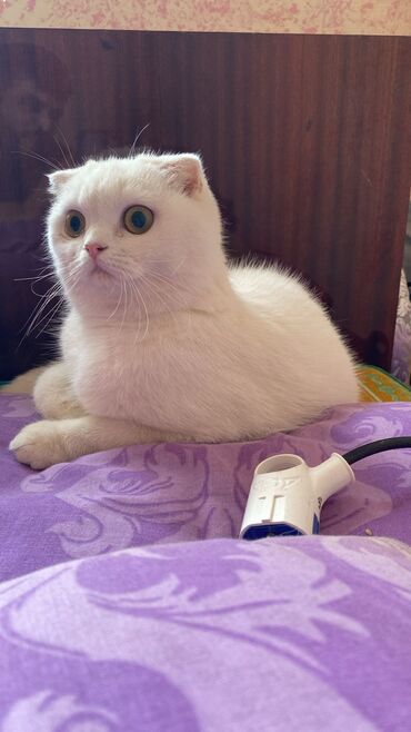 Pişiklər: Şotland, Dişi, Yaxşı əllərə, Ünvandan götürmə, Rayonlara çatdırılma, Pulsuz çatdırılma — 11