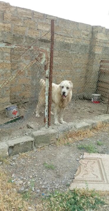 etibarlı əllərə it verilir: Alabay, 9 ay, Erkek, Ödənişli çatdırılma