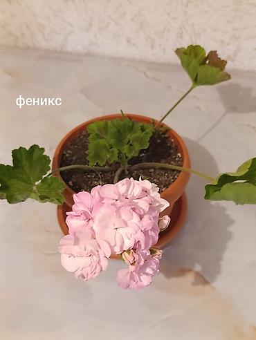 Герани и пеларгонии: Пеларгонии (герани) сортовые в горшках: - Тюльпанка — тюльпановидные — 6