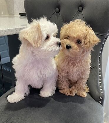 İtlər: Şpitz — 8