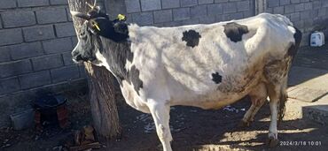 Животные: Продаю | Корова (самка) | Абердин-ангус | Для молока | Искусственник
