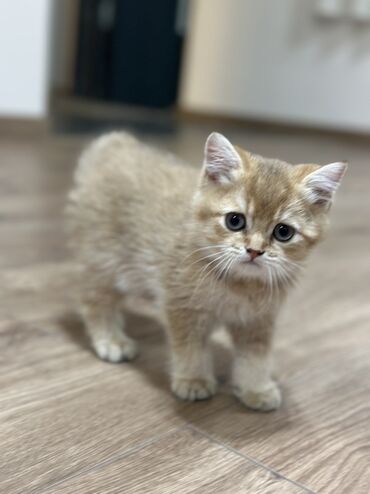 сколько стоит сиамская кошка в сомах: Британская короткошёрстная, 2 месяца, Мальчик, Золотая шиншилла, Приучена к лотку, Проглистована