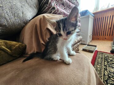 черепашьи яйца купить: Кошка даром: Беспородная, 2 месяца, Девочка, Метис, С прививками