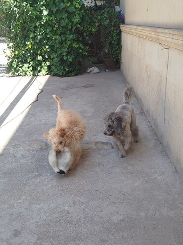 İtlər: Pudel, 10 ay, Erkek — 9