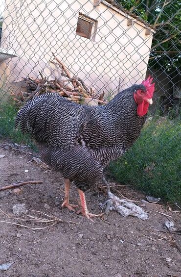 toyuq cucesi: Barred Rock cücə 6azn