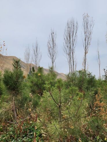Декоративные деревья: Продаются хвойные и лиственные деревья🌲🌳 - Голубая ель от 0,8-5м - at lalafo.kg — 17 Декоративные деревья: Продаются хвойные и лиственные деревья🌲🌳 - Голубая ель от 0,8-5м - — 17