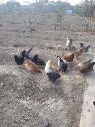 дом для кош: Договорная