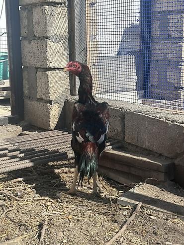 Xoruzlar: Xoruz, il: <1 — 1