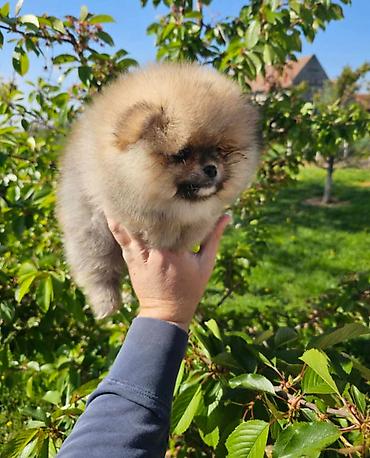 jeftini psi: Najlepsi Pomeranci Boo samo u Pom_Hash_Starsu, bebe najkrace njuskice — 5