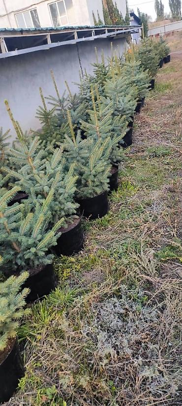 фикус микрокарпа: Живые ели голубые (Picea pungens, «голубая ель») с комом земли - — 5