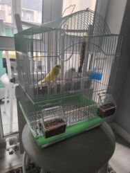 сколько стоит 1 кг домашних пельменей: Продаю попугай покупали детям 1 месяц назад за 5000 с at lalafo.kg сколько стоит 1 кг домашних пельменей: Продаю попугай покупали детям 1 месяц назад за 5000 с