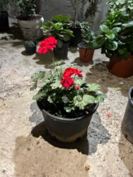 Otaq bitkiləri: Qırmızı çiçəkləri olan saksı geranium (Pelargonium) - Parlaq qırmızı — 8