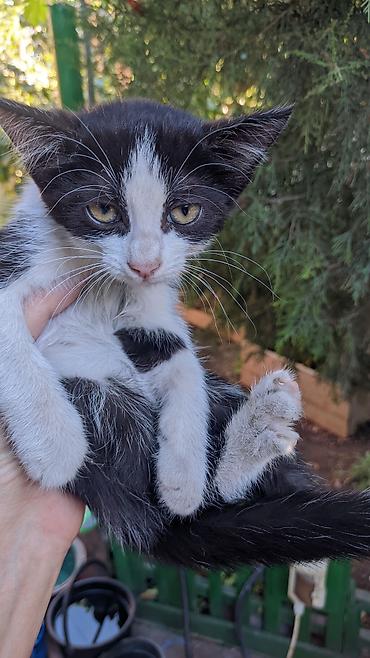 Мышыктар: Шустрые котята, гроза мышей и крыс, мать котят сама прекрасная — 1