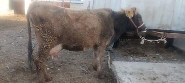 Коровы, быки: Продаю | Корова (самка) | Полукровка | Для молока | После отела — 4