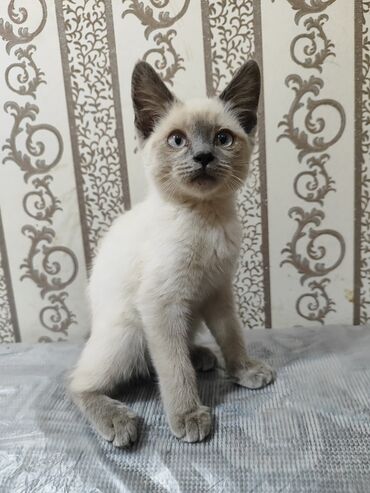 кот для вязки: Кошка даром: Беспородная, 2 месяца, Мальчик, Приучена к лотку