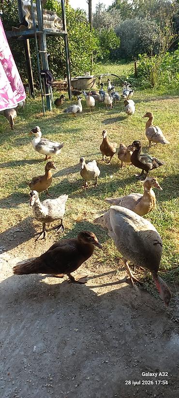 Toyuqlar: Toyuq, Damazlıq -da lalafo.az — 12 Toyuqlar: Toyuq, Damazlıq — 12
