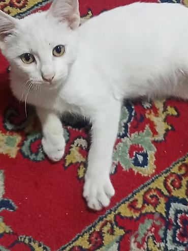 ağ qara pişik: Ağ rəngli balaca pişik - Tam ağ tüklü, zərif və yumşaq kürk - Böyük — 3