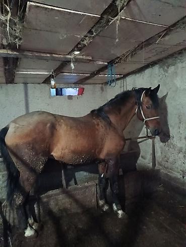 Лошади, кони: Продаю | Жеребец | Рабочий | Мерин — 2