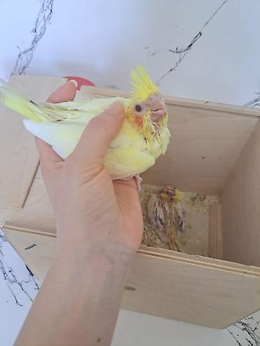 Qirmizigoz lutino balası satılır. temiz qandi . sağlam vitaminli lalafo.az -da Qirmizigoz lutino balası satılır. temiz qandi . sağlam vitaminli