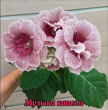 орхидеи детки: Продаю укорененные детки сортовых махровых глоксиний!Цена 200с — 2