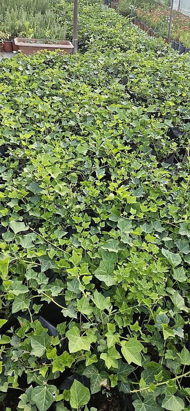 sarmaşıq: Hedera helix (Plyuş sarmaşığı) sürətlə yayılaraq səthləri bürüyən — 2