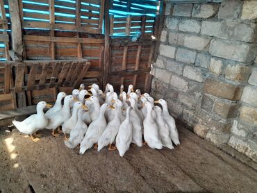 Ördəklər: Dişi, Damazlıq