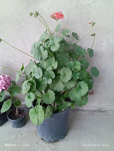 ətirşah bitkisi: Pelargonium (muşamba/geran) saksı bitkisi - Növ: Pelargonium zonale — 2