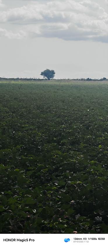 Torpaq sahələrinin satışı: 257 sot, Kənd təsərrüfatı, Mülkiyyətçi, Kupça (Çıxarış) — 13