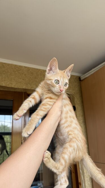рыжий вислоухий котенок купить: Мышык бекер берилет: Породасыз, 3 айлык, Эркек, Лотокко барууга үйрөтүлгөн, Курттардан тазаланган, Документтери менен