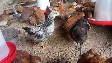 Куры, петухи: Продаю | Куры | Бройлерная | На забой — 7