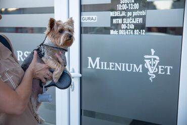 jorki kuce: Dezurni veterinar Novi Sad 00-24h. Veterinarska ambulanta Milenum Vet