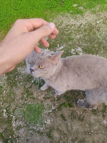 ingilis setteri it cinsinin digər adı nədi: British shorthair pişik