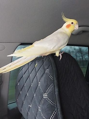 quslar: Nymph paraket (cockatiel) – açıq sarı və ağ rəngli, yanaqlarında — 1