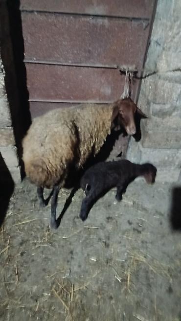 Бараны, овцы: Ana qoyun balası ilə birlikdə - Növ: Qoyun (ana) və quzu - Rəng: Ana — 2