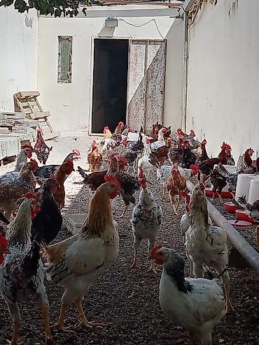 heyvanlarin satisi: Xoruz, il: >5 Pulsuz çatdırılma — 3